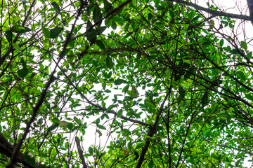 Background of nature