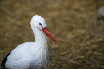 Photograph of a Storch Stork