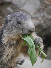Repas de jolie marmote en gros plan