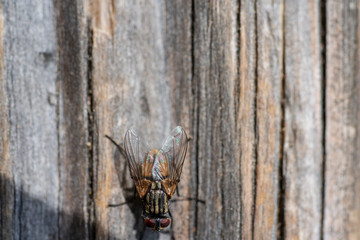 Fliege auf Holztisch