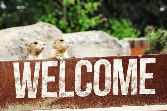 Welcome Merkat - Erdmännchen