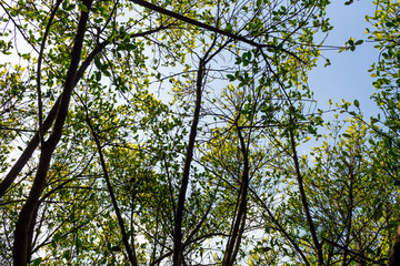 Background of nature