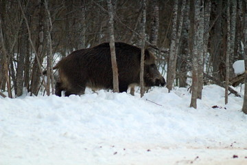 Aggressive wild boar defending its territory in a forest glade. The unique image of hunting animals.