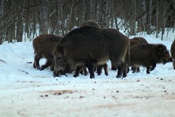 Wild boars feeding and protecting their territory in a forest glade. The unique image of hunting animals.