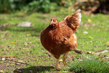 Huhn