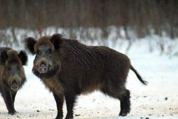 Fototapeta premium Aggressive wild boar defending its territory in a forest glade. The unique image of hunting animals.