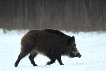 Aggressive wild boar defending its territory in a forest glade. The unique image of hunting animals.