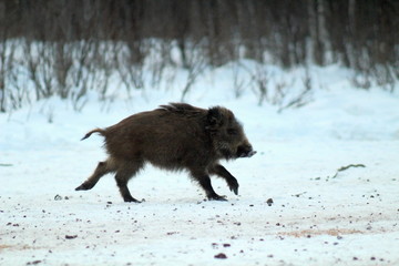 Funny, little wild boar, running away from danger through a snowy field on two legs. The unique image of hunting animals.