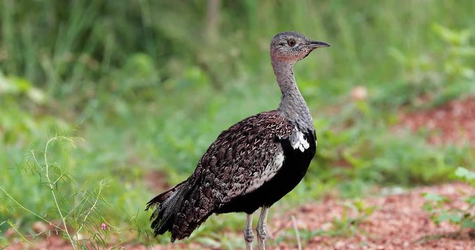 female bird black bustard on the ground close up in South africa