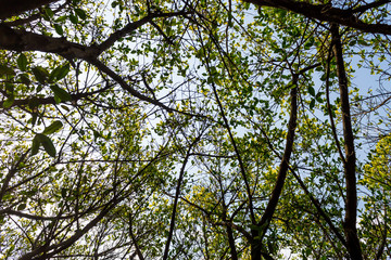 Background of nature