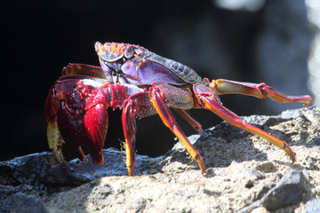 rote_Klippenkrabbe