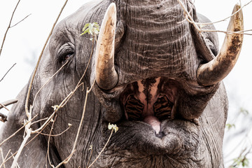 head of an eating elephant with tusks and open mouth