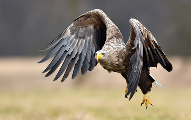 White tailed eagle (Haliaeetus albicilla)