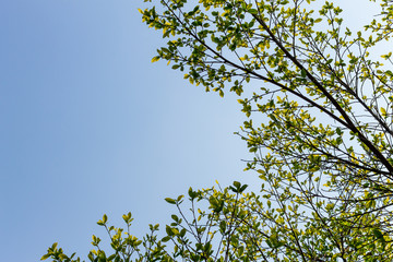 Background of nature