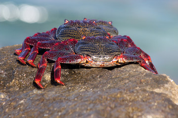 rote_Klippenkrabbe