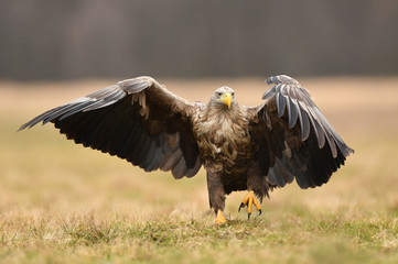 White tailed eagle (Haliaeetus albicilla)