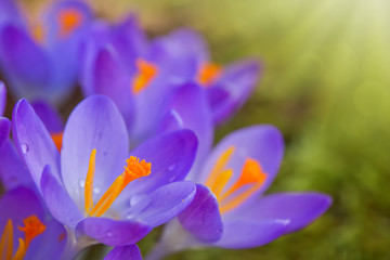 Close-up of a group of blooming purple crocus flowers .