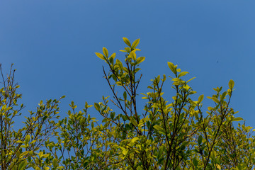 Background of nature