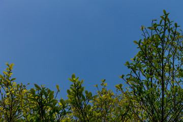 Background of nature
