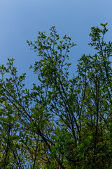 Background of nature