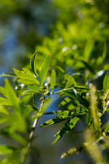 Obraz premium Green leaves