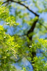 Green leaves