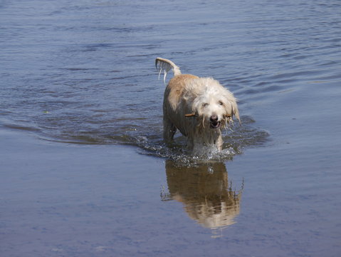 Le chien qui nage dans le lac