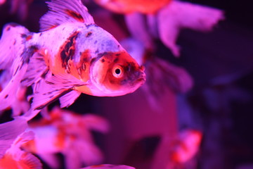 ピンク色の金魚