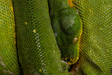 Green snake in close-up view to the eye