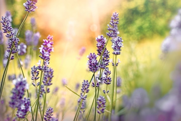 Beautiful lavender flower in flower garden, selective and soft focus on lavender flower