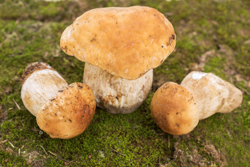 Boletus edulis - edible mushroom.
