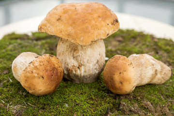 Boletus edulis - edible mushroom.