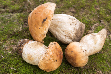 Boletus edulis - edible mushroom.