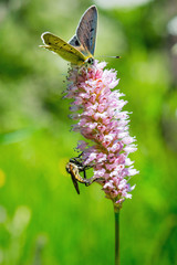 Flower and butterfly