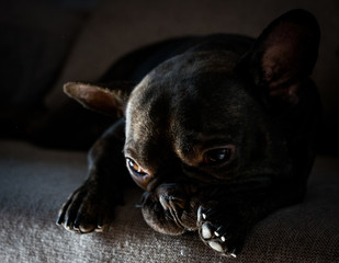 French bulldog resting.