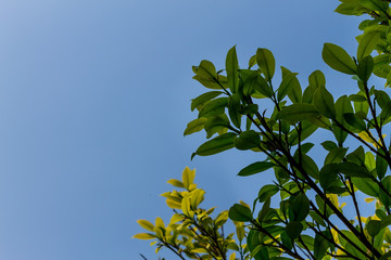 Background of nature