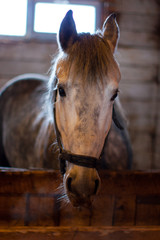 Fototapeta premium Horse