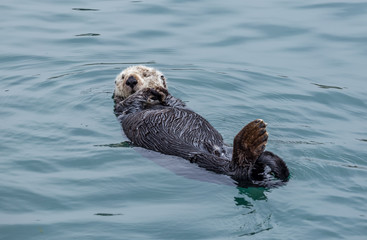 Otter floating in the bay