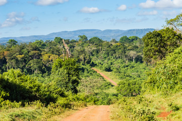 View of the forest and the mountains of Aberdare