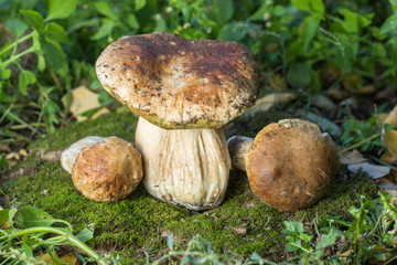 Boletus edulis - edible mushroom.