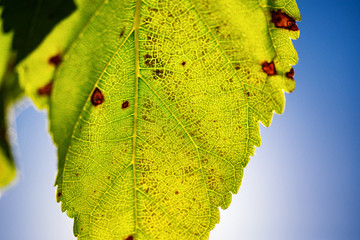 Rays of sun through the leaf