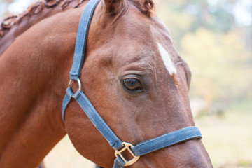 Obraz premium Horse