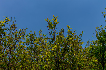 Background of nature