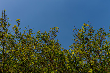 Background of nature
