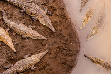 Den of crocodiles