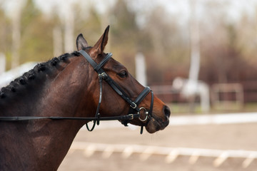 Obraz premium Horse