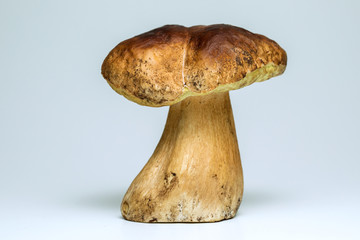 White mushroom lat. Boletus edulis isolated on white background