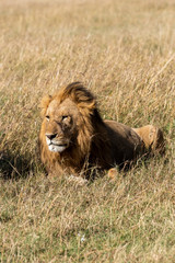 A male lion sitting relaxedly in the plains of Africa inside Masai Mara National Park during a wildlife safari
