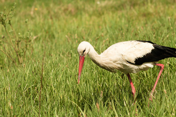 White stork (Ciconia ciconia)