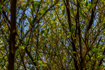 Background of nature